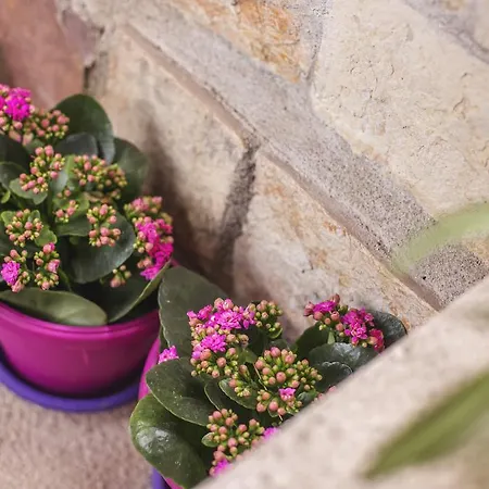 아파트 Vidilica *